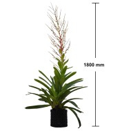 Vriesea philippocoburgii, Bare-Rooted With 1400 mm Spike and Mature Pup