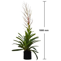 Vriesea philippocoburgii, Bare-Rooted With 1400 mm Spike and Mature Pup