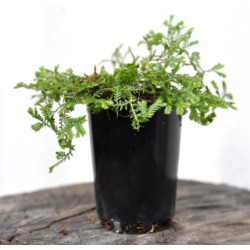 Selaginella (Selaginella kraussiana) Creeping Groundcover Plant in 50 mm Round Propagation Pot