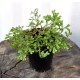 Selaginella (Selaginella kraussiana) Creeping Groundcover Plant in 50 mm Round Propagation Pot