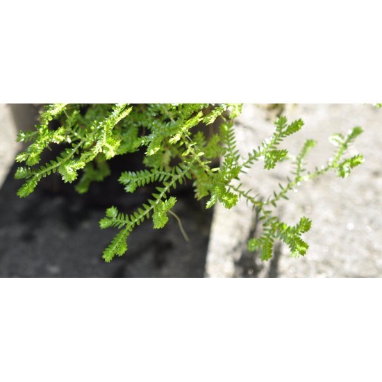 Selaginella (Selaginella kraussiana) Creeping Groundcover Plant in approx. 100 mm Pot