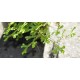 Selaginella (Selaginella kraussiana) Creeping Groundcover Plant in 50 mm Round Propagation Pot