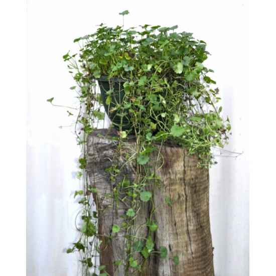 Alehoof (Glechoma hederacea) in 200 mm Green Hanging Basket