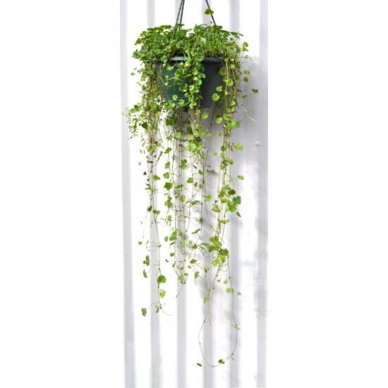 Alehoof (Glechoma hederacea) in 200 mm Green Hanging Basket