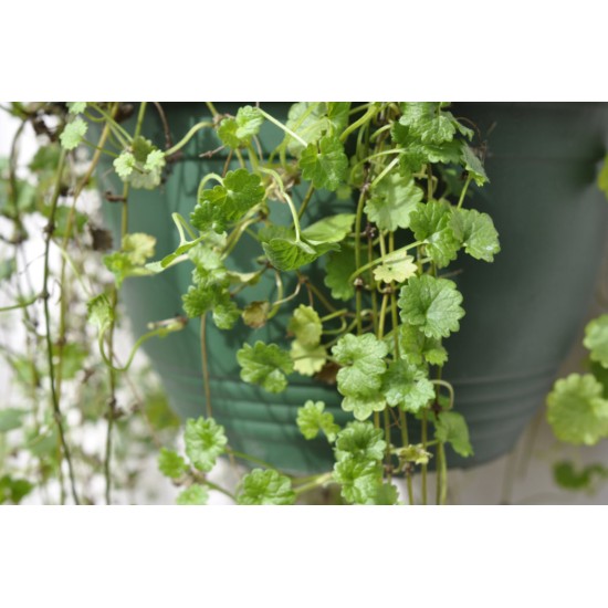 Alehoof (Glechoma hederacea) in 200 mm Green Hanging Basket