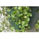 Alehoof (Glechoma hederacea) in 200 mm Green Hanging Basket