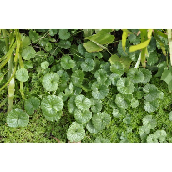 Alehoof (Glechoma hederacea) in 200 mm Green Hanging Basket