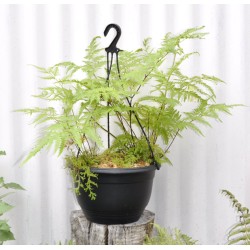 Basket of Ferns with Selaginella kraussiana Companion