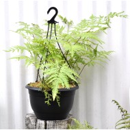 Basket of Ferns with Selaginella kraussiana Companion