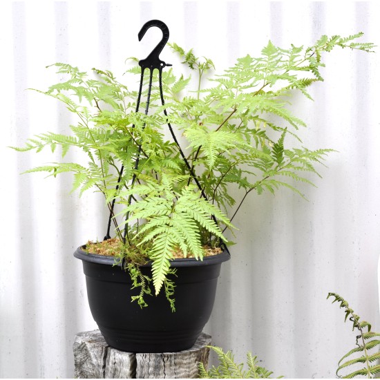 Basket of Ferns with Selaginella kraussiana Companion
