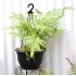 Basket of Ferns with Selaginella kraussiana Companion