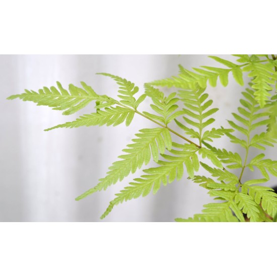 Basket of Ferns with Selaginella kraussiana Companion