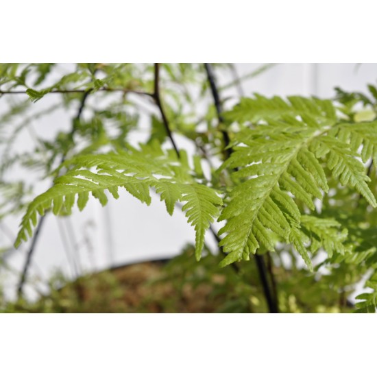 Basket of Ferns with Selaginella kraussiana Companion