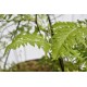 Basket of Ferns with Selaginella kraussiana Companion