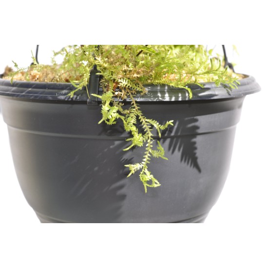 Basket of Ferns with Selaginella kraussiana Companion