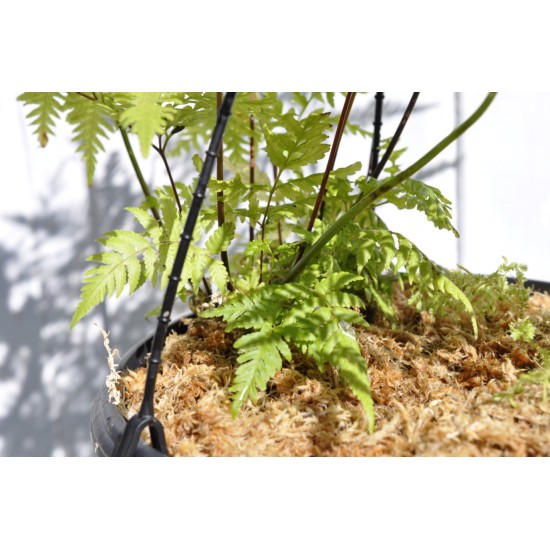 Basket of Ferns with Selaginella kraussiana Companion