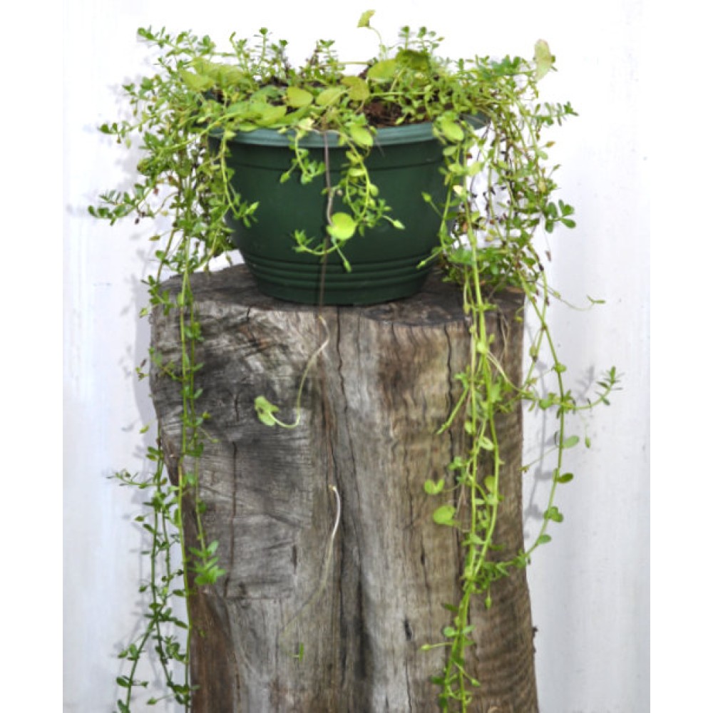 Brahmi/Bacopa/Memory Herb (Bacopa monnieri) and Gotu Kola/Mandukaparni/Arthritis Herb (Centella