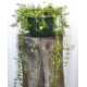 Brahmi/Bacopa/Memory Herb (Bacopa monnieri) and Gotu Kola/Mandukaparni/Arthritis Herb (Centella asiatica) in 200 mm Green Hanging Basket