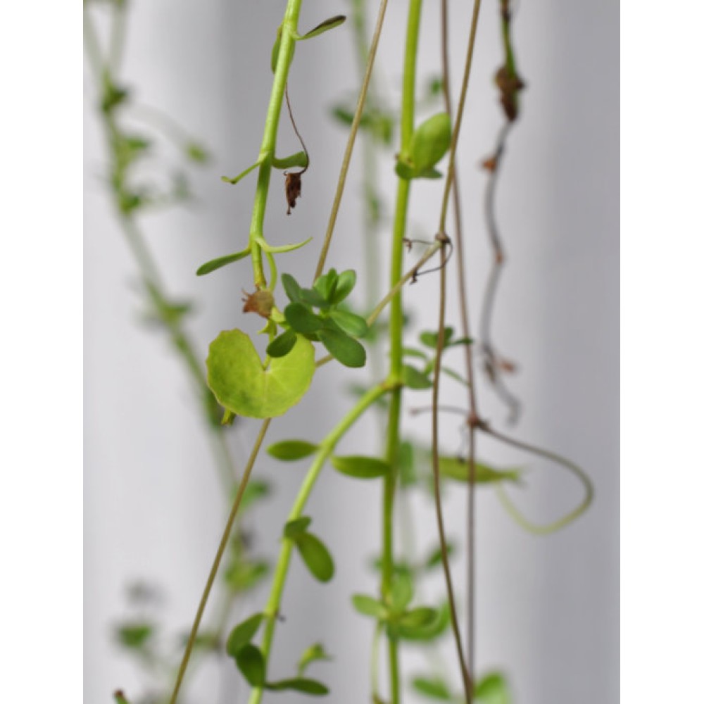 Brahmi/Bacopa/Memory Herb (Bacopa monnieri) and Gotu Kola/Mandukaparni/Arthritis Herb (Centella