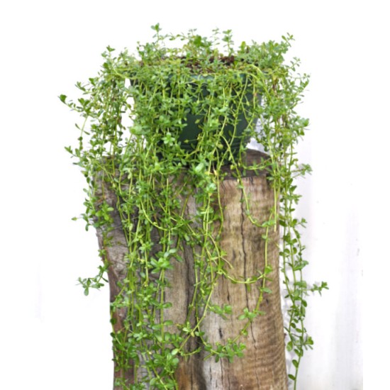 Brahmi/Bacopa/Memory Herb (Bacopa monnieri) in 200 mm Green Hanging Basket