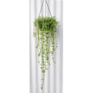 Brahmi/Bacopa/Memory Herb (Bacopa monnieri) in 200 mm Green Hanging Basket