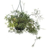 Rhipsalis cereuscula (Rice or Coral Cactus) in 200 mm Green Hanging Basket