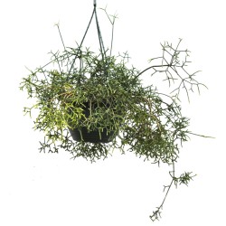 Rhipsalis cereuscula (Rice or Coral Cactus)  as Propagation Material