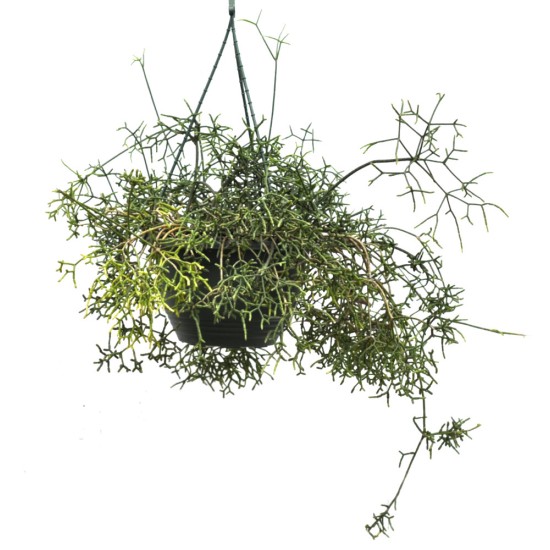 Rhipsalis cereuscula (Rice or Coral Cactus) in 200 mm Green Hanging Basket