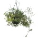 Rhipsalis cereuscula (Rice or Coral Cactus) in 200 mm Green Hanging Basket