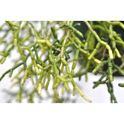 Rhipsalis cereuscula (Rice or Coral Cactus) in 200 mm Green Hanging Basket
