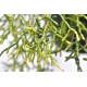 Rhipsalis cereuscula (Rice or Coral Cactus) in 200 mm Green Hanging Basket