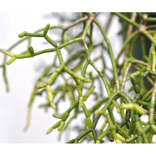 Rhipsalis cereuscula (Rice or Coral Cactus) in 200 mm Green Hanging Basket