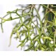 Rhipsalis cereuscula (Rice or Coral Cactus) in 200 mm Green Hanging Basket