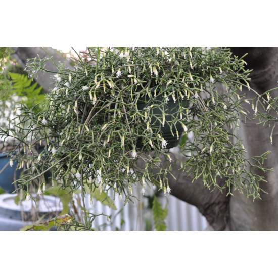 Rhipsalis cereuscula (Rice or Coral Cactus)  as Propagation Material
