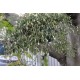 Rhipsalis cereuscula (Rice or Coral Cactus)  as Propagation Material