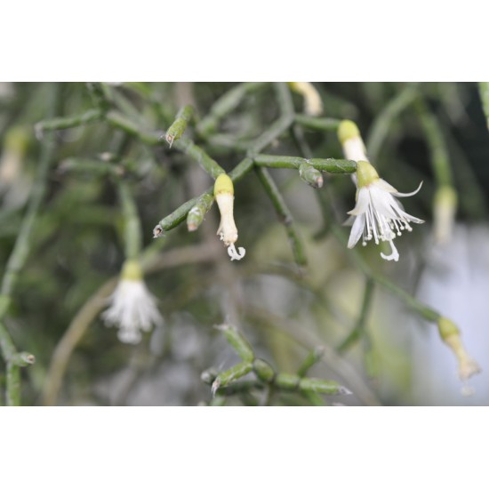Rhipsalis cereuscula (Rice or Coral Cactus)  as Propagation Material