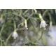 Rhipsalis cereuscula (Rice or Coral Cactus)  as Propagation Material