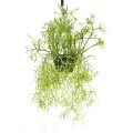 Rhipsalis (Mistletoe or Jungle Cactus)