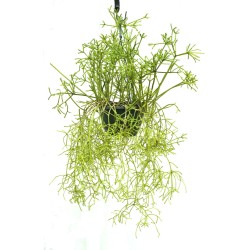 Rhipsalis grandiflora in 200 mm Green Hanging Basket