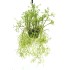 Rhipsalis grandiflora in 200 mm Green Hanging Basket