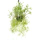 Rhipsalis grandiflora in 200 mm Green Hanging Basket