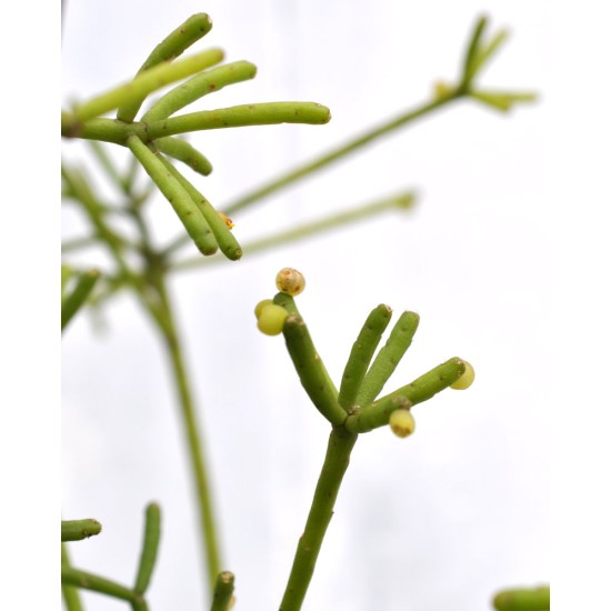 Rhipsalis grandiflora in 200 mm Green Hanging Basket