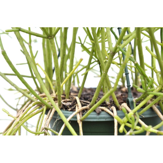 Rhipsalis grandiflora in 200 mm Green Hanging Basket