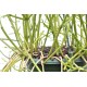 Rhipsalis grandiflora in 200 mm Green Hanging Basket