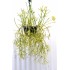 Rhipsalis grandiflora in 200 mm Green Hanging Basket