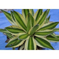 Agave univittata ‘Quadricolor’ as Propagation Material