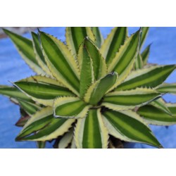 Agave univittata ‘Quadricolor’, Loose or Bare-Rooted