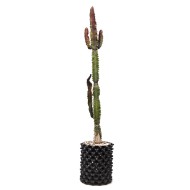 African Milk Tree (Euphorbia trigona forma rubra) in 3 L Air-Pot
