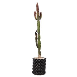 African Milk Tree (Euphorbia trigona forma rubra) in 3 L Air-Pot