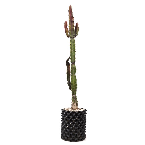 African Milk Tree (Euphorbia trigona forma rubra) in 3 L Air-Pot